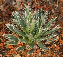 Agave toumeyana Jardin des Plantes.jpg