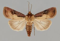 Agrotis obliqua CSU ENT1106263.jpg