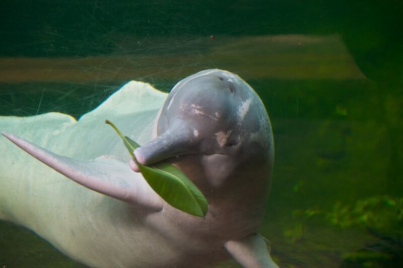 File:Amazon river dolphin.jpg
