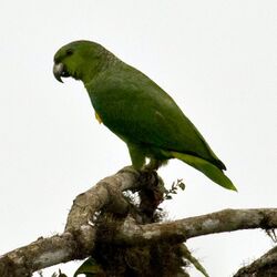 Amazona mercenaria -Ecuador -Andes-8-4c.jpg