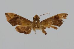 Angonyx chelsea (?), female, upperside. papua New Guinea, New Britain, Talesea.jpg