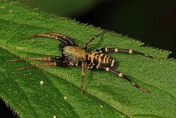 Ant-mimic Spider - Castianeira longipalpa, SERC, Edgewater, Maryland.jpg
