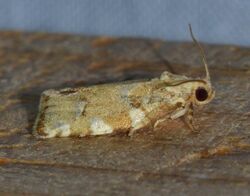 Archips semiferana - Oak Leafroller Moth (14107601369).jpg