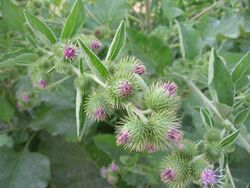 Arctium minus corimbo.jpg