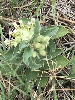 Asclepias oenotheroides.jpg