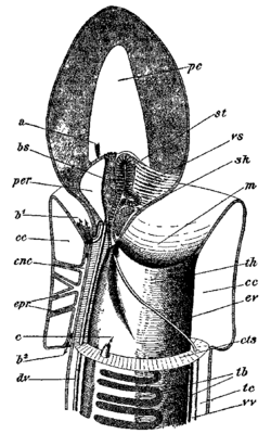 Balanoglossus 3.png