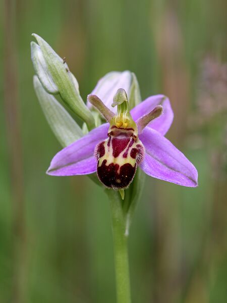 File:Bee Orchid var. belgarum (27084826773).jpg