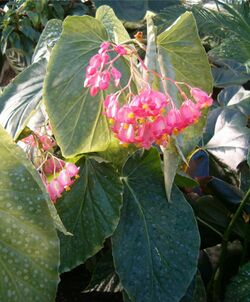 Begonia CorallinaHybrids PresidentCarnotInflorescenceH.jpg