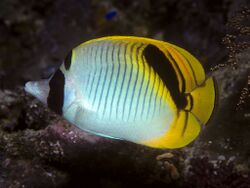 Bep chaetodon oxycephalus.jpg