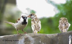 Sparrow in Tharparkar, Sindh
