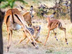 Black-backed jackal hunting an impala calf.jpg
