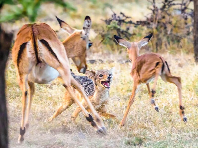 File:Black-backed jackal hunting an impala calf.jpg