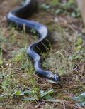 Black Rat Snake (9597236735).jpg