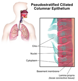 Blausen 0750 PseudostratifiedCiliatedColumnar.png