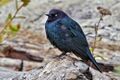 Brewers Blackbird Esquimalt Lagoon.jpg