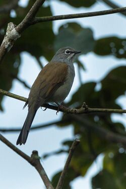 Brown-backed Solitaire - Mexico S4E8851 (17234909415).jpg
