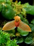 Bulbophyllum moniliforme 110808a - cropped.jpg