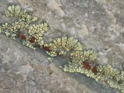 Caloplaca epithallina on Lecanora novomexicana - Flickr - pellaea.jpg