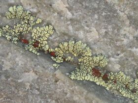 small reddish spots growing on a larger light greenish-yellow lichen that is itself growing in the crack of a rock