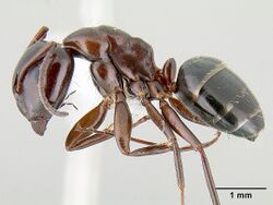 Camponotus hyatti casent0106032 profile 1.jpg
