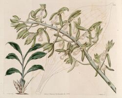 Catasetum cristatum - Bot. Reg. 12 pl. 966 (1826).jpg