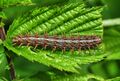 Caterpillar of Marbled Fritillary (Brenthis daphne) (8920375863).jpg