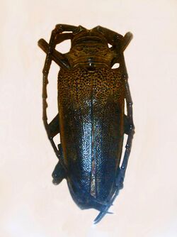 Cerambycidae - Batocera laena.JPG