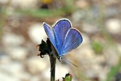 Chapman's blue (Polyommatus thersites thersites) male Bulgaria.jpg