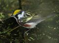 Chestnut-sided Warbler Tex.jpg