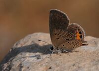 Chilades trochylus - Grass Jewel butterfly 01.jpg