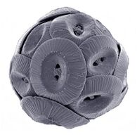 Coccolithus pelagicus.jpg