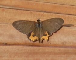 Common Brown Ringlet.JPG