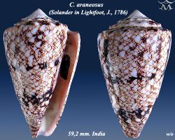 Conus araneosus 3.jpg