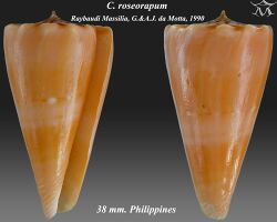 Conus roseorapum 1.jpg