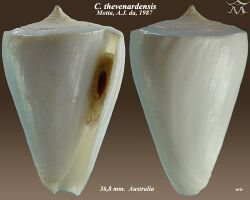 Conus thevenardensis.jpg