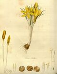 Illustration of yellow Crocus luteus from 1820