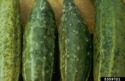 "Cucumber mosaic virus" symptoms