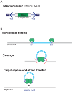 DNA Transposon.png