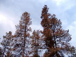 Dead pines.jpg