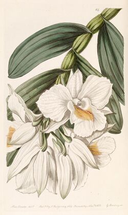 Dendrobium formosum - Edwards vol 25 (NS 2) pl 64 (1839).jpg