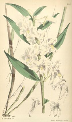 Dendrobium lasioglossum.jpg