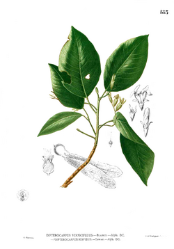 Dipterocarpus vernicifluus Blanco1.183.png