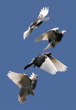Four birds; domestic pigeons with light wing primaries and dark body plumage, are flying towards the top right of the photo. Each are in a different part of their flight stroke.