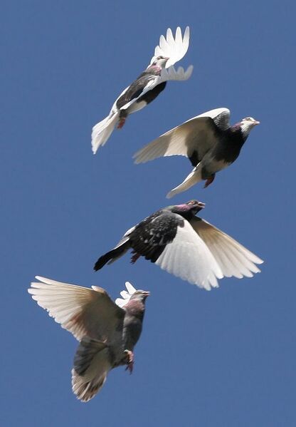 File:Domestic Pigeon Flock.jpg