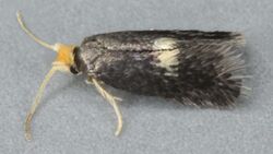 Ectoedemia intimella, Trawscoed, North Wales, May 2011 (20981429145).jpg