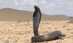 Egyptian Cobra Ouraeus.png