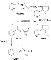 Endogenous Formation of Tobacco-specific N-nitrosamines (TSNA).jpg