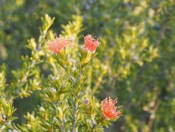 Eremaea pauciflora (leaves and flowers).jpg