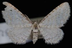 Eupithecia cretaceata.jpg