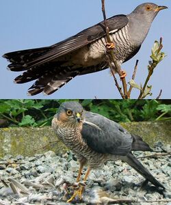 European Cuckoo Mimics Sparrowhawk.jpg